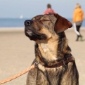 Assistentiehonden krijgen nu volledige toegang tot hotels, restaurants en openbare ruimtes