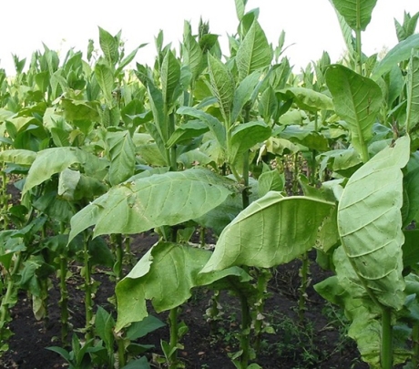 Tabaksindustrie blijft landbouw Canarische Eilanden domineren