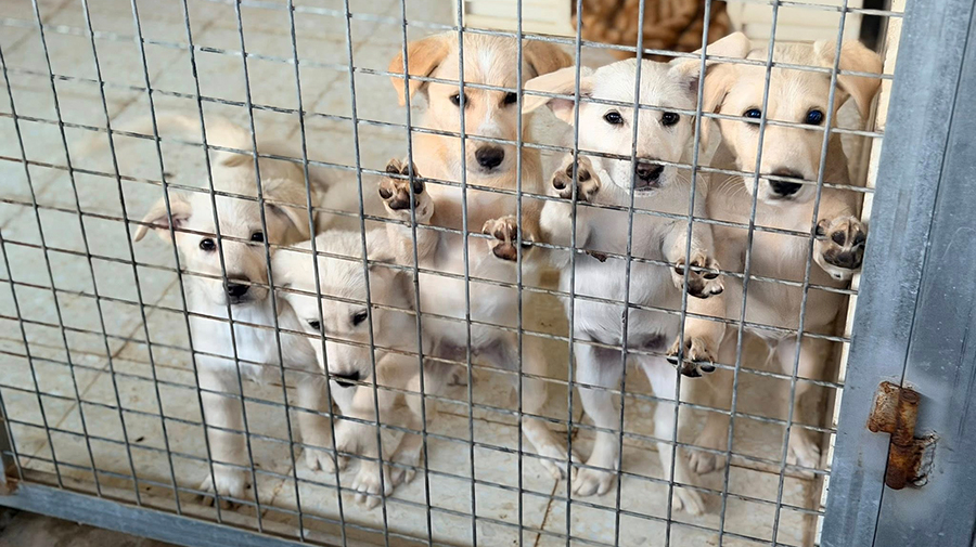 Wij zijn nu ZÉÉR DRINGEND op zoek naar opvanghuisjes