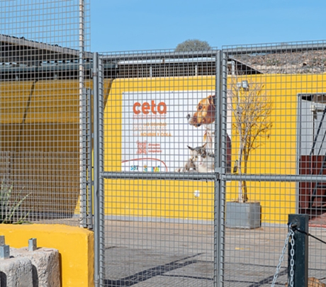 San Bartolomé de Tirajana stelt 10.000 m² ter beschikking voor een regionaal dierenasiel