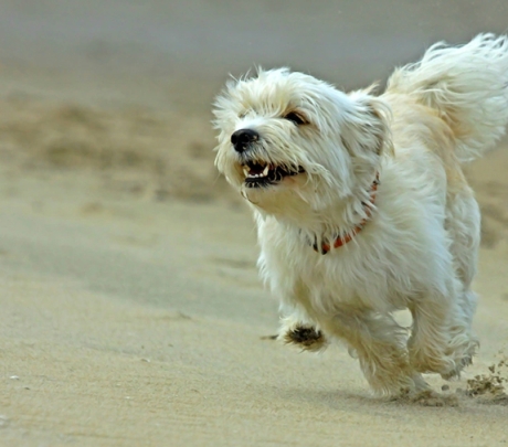 Mogán opent geselecteerde kustgedeelten voor honden