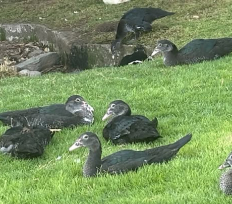 Goedhartige inwoners houden eenden in Maspalomas gehydrateerd tijdens hittegolf