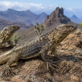 Life Reptiles zal zeven reservaten aanleggen voor de inheemse hagedissen van Gran Canaria