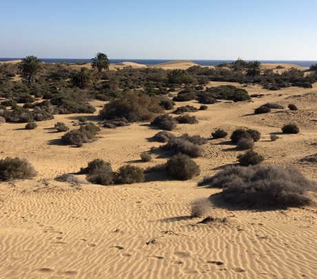Nieuwe meertalige waarschuwingen en drones om de duinen van Maspalomas te beschermen